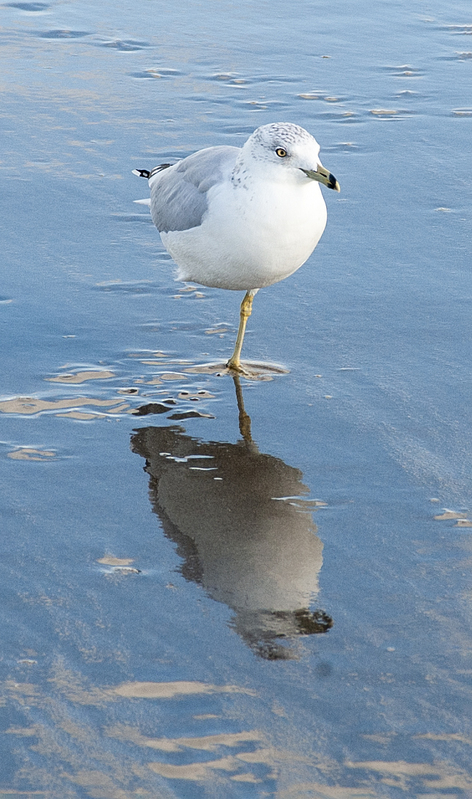NJ Shore Aug 13 48(1).jpg :: NJ Shore Asbury Park One legged Seagull