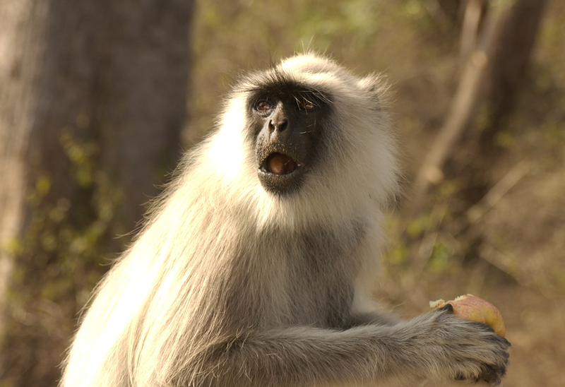 Ooty 026.jpg