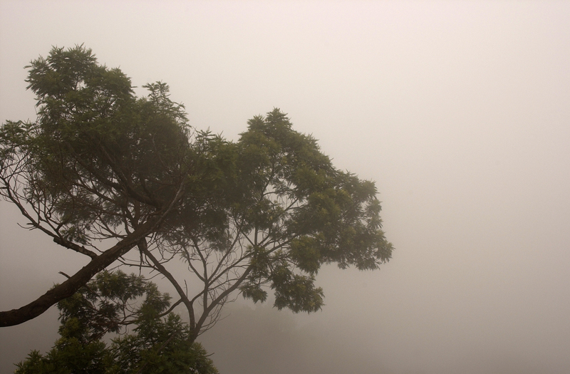 Ooty Fog 1.jpg