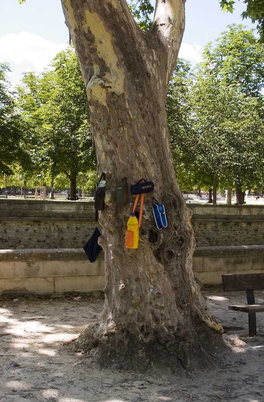 Petanque tree.jpg