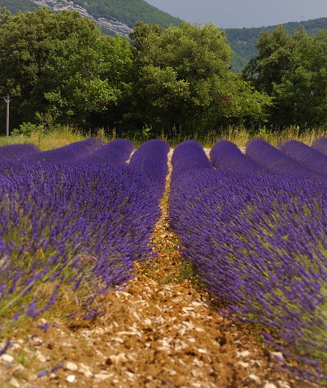 Provence Lavender 3.jpg ::                                