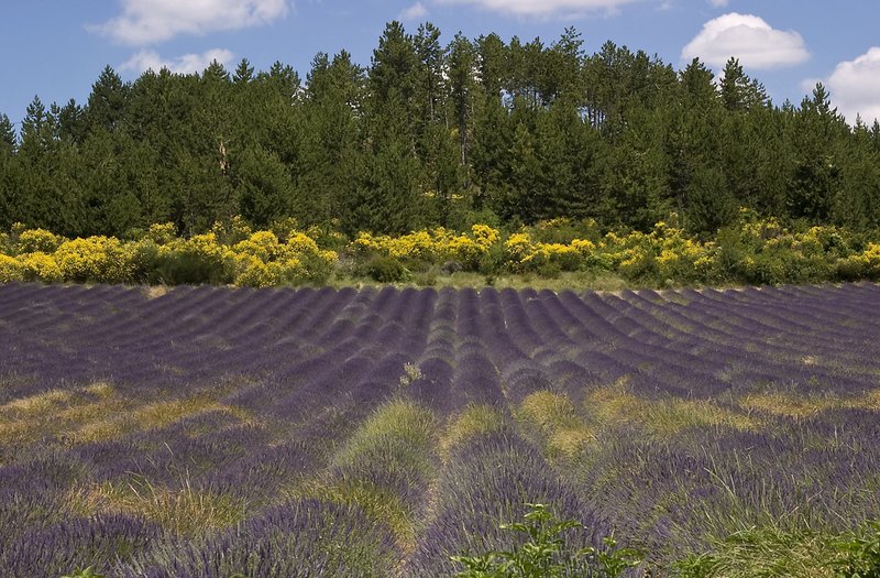 Provence Lavender.jpg