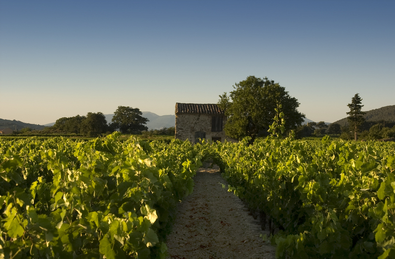 Provence Vineyard.jpg