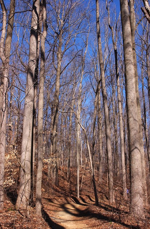 Wood scene 2.jpg ::                                