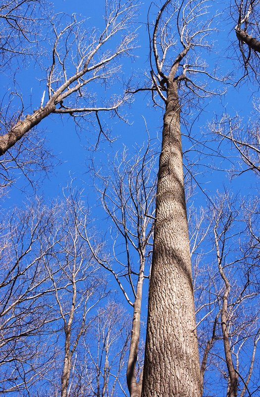 Wood scene 3.jpg ::                                