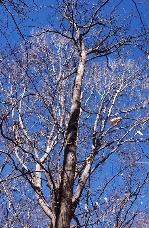 Wood scene 4.jpg ::                                