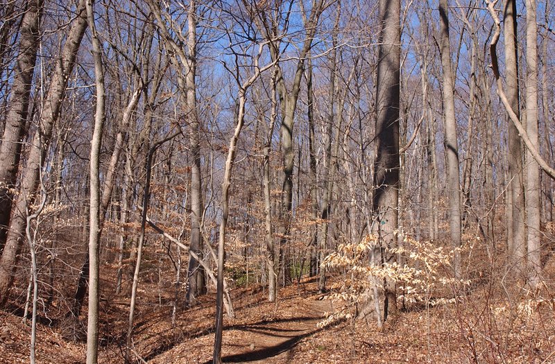 Wood scene.jpg ::                                
