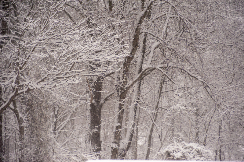 A snowy day.jpg :: A snowy Day