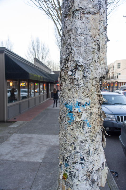 A very popular tree.jpg :: A very popular tree