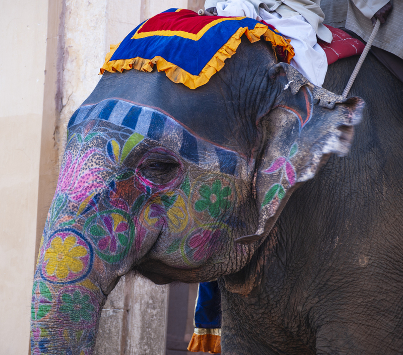 Amber Palace Elephant.jpg :: Amber Palace Elephant