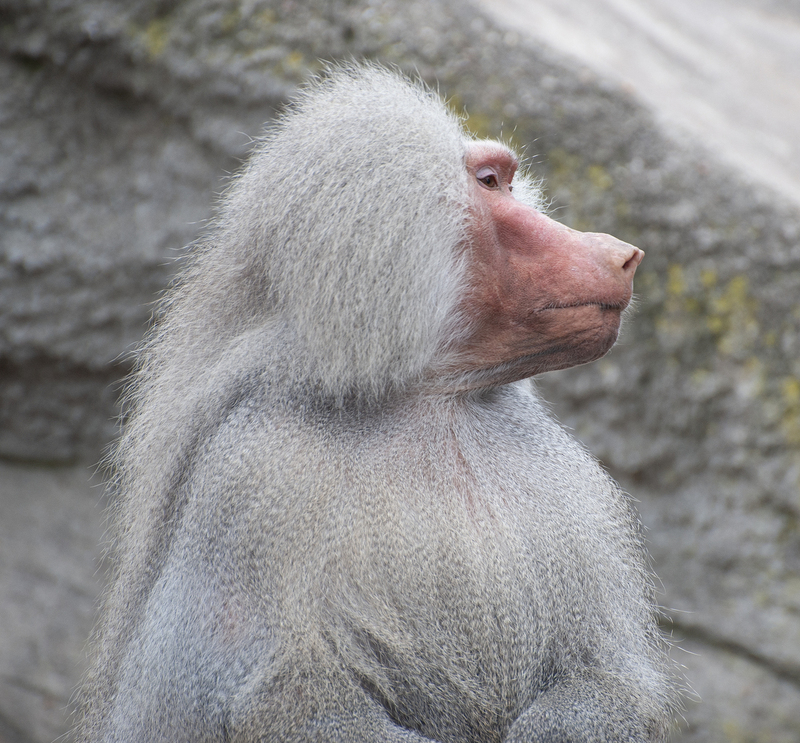 Baboon 1.jpg :: Baboon 1