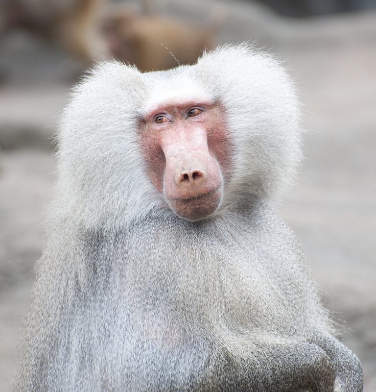 Baboon 2.jpg :: Baboon 2