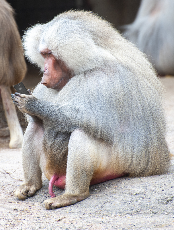 Baboon with cell phone.jpg :: Baboon with cell phone