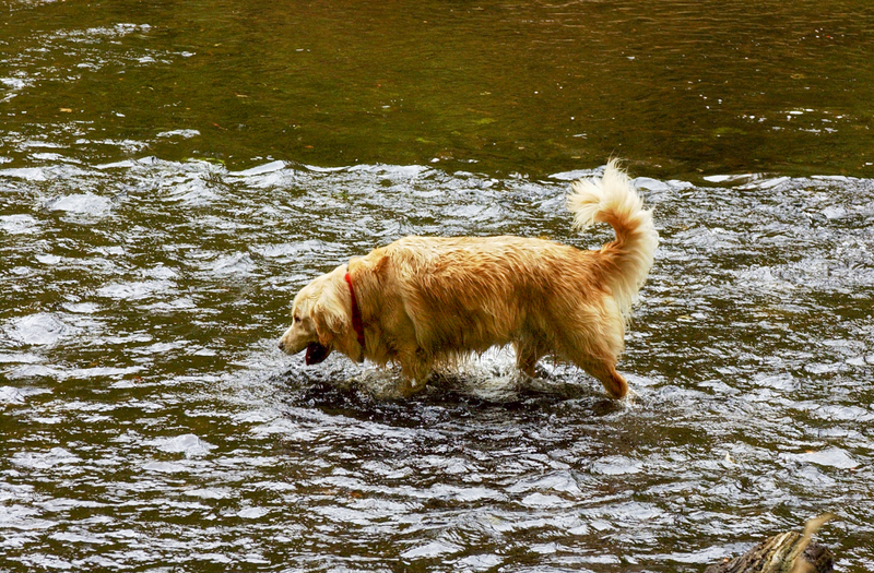 Baloo not loving the water.jpg :: Baloo not loving the water