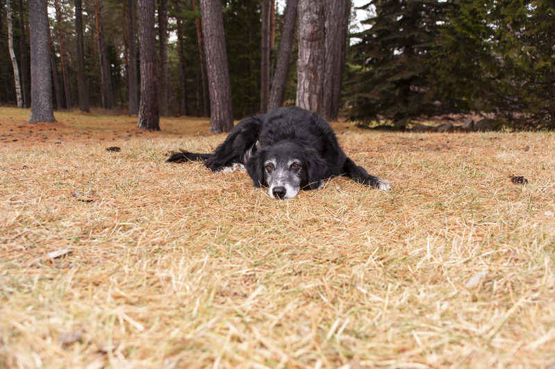 Bear the Dog.jpg :: Bear the Dog
