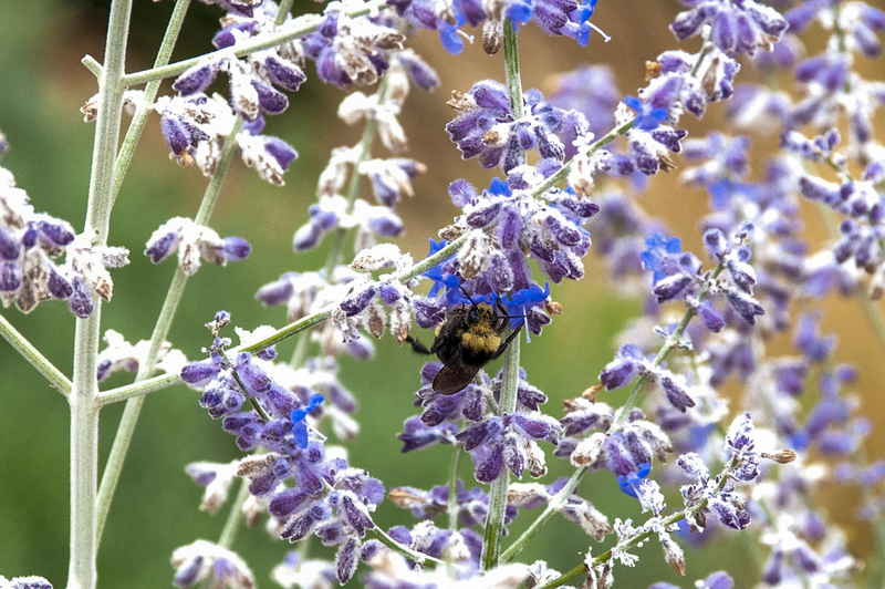 Bee hard at work on Russian Sage -  Portland OR.jpg :: Bee hard at work on Russian Sage -  Portland OR