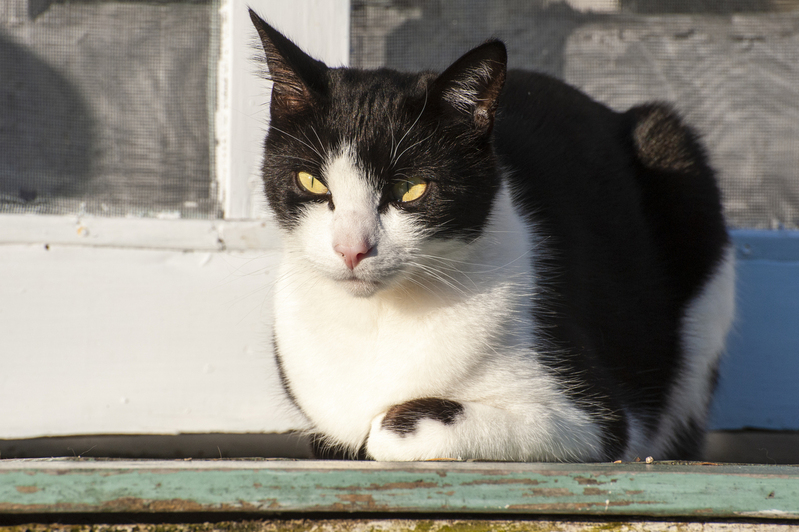 Black and white cat.jpg :: Black and white cat