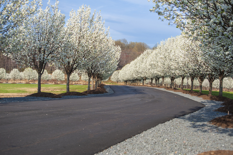 Blossoms in Spring.jpg :: April 2009