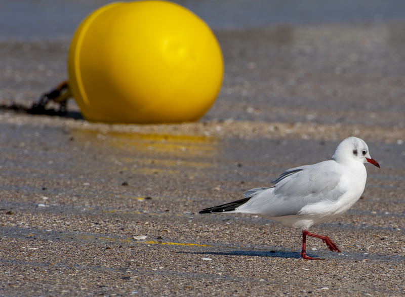 Bretagne Seagull 1.jpg :: Bretagne Seagull 1
