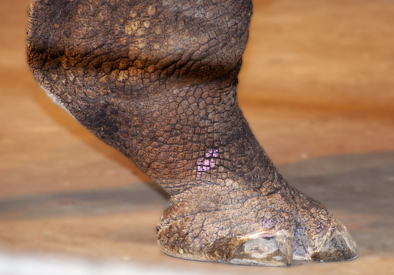 Bronx Zoo 2010.jpg :: Rhinoceros Foot