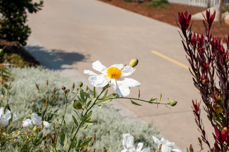 California Tree Poppy.jpg :: California Tree Poppy