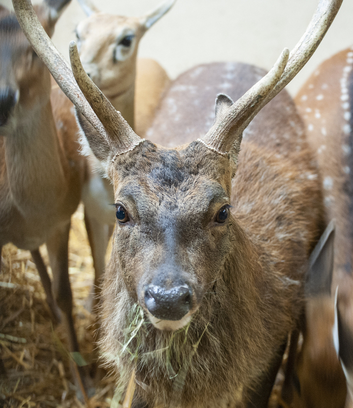 Deer.jpg :: Deer with a piercing stare