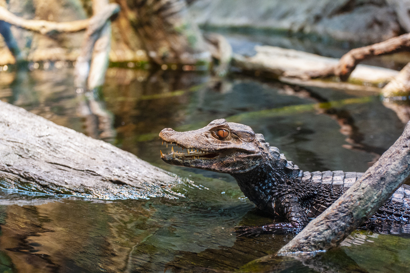 Dwarf Caiman.jpg :: Dwarf Caiman