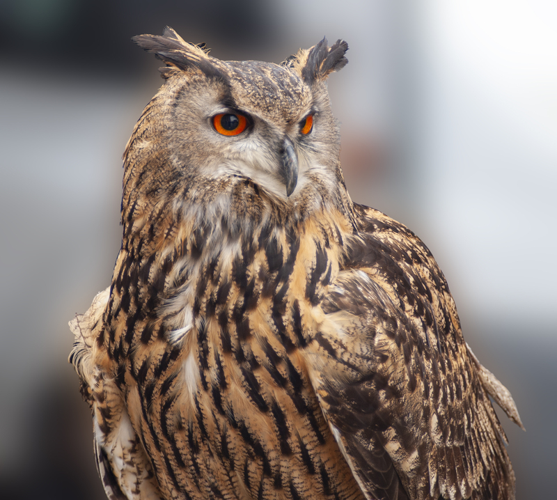 Eurasian Eagle Owl.jpg :: Eurasian Eagle Owl