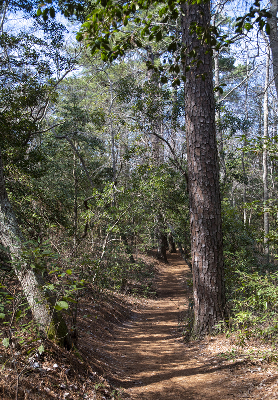 First Landing Park trail 1.jpg :: First Landing Park trail 1