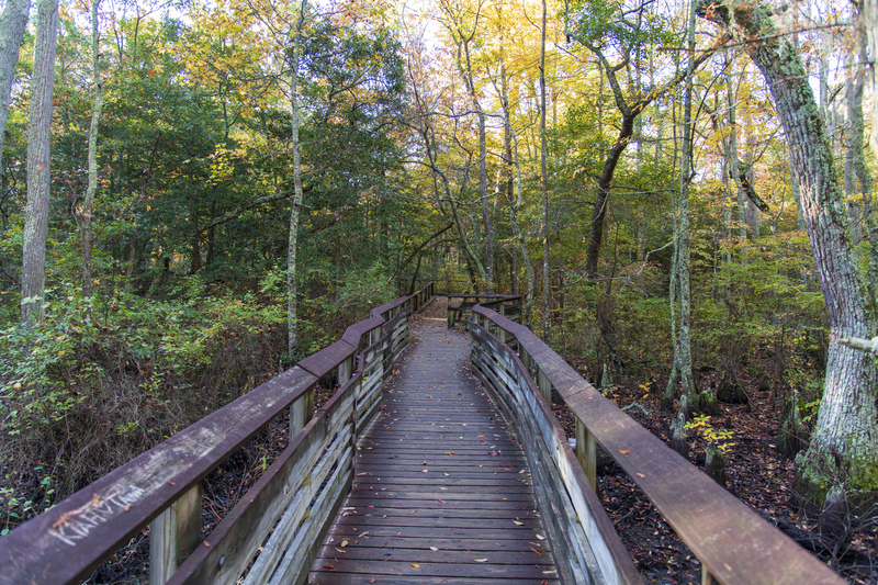 First Landing State Park 6.jpg :: First Landing State Park