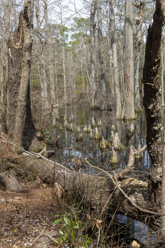 First Landing State Park.jpg :: First Landing State Park