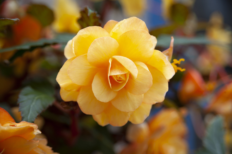 Flower.jpg :: flower