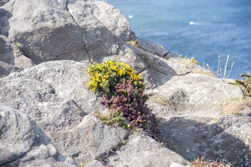 Flowers growing out of a rock 1.jpg :: Flowers growing out of a rock 1