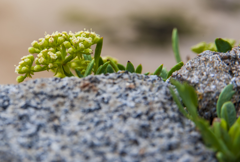 Flowers growing out of a rock 2.jpg :: Flowers growing out of a rock 2