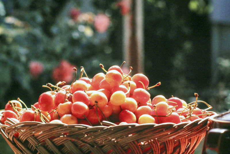 Fresh Cherries.jpg :: France, Fresh picked cherries 1977