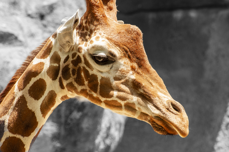 Giraffe Philadelphia Zoo 1.jpg :: Giraffe Philadelphia Zoo 1