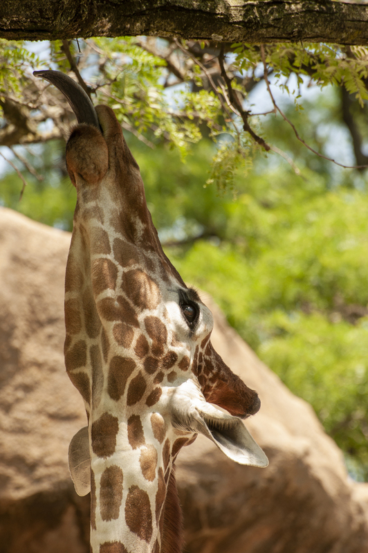 Giraffe Philadelphia Zoo 2.jpg :: Giraffe Philadelphia Zoo 2