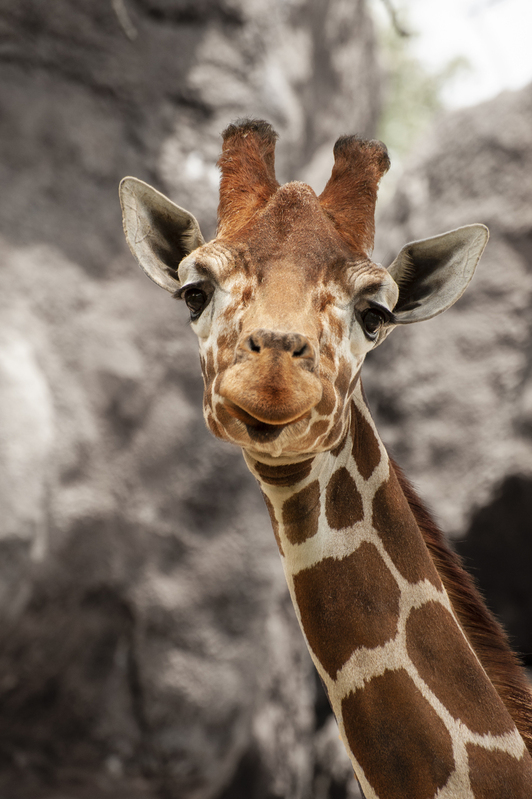 Giraffe Philadelphia Zoo 3.jpg :: Giraffe Philadelphia Zoo 3