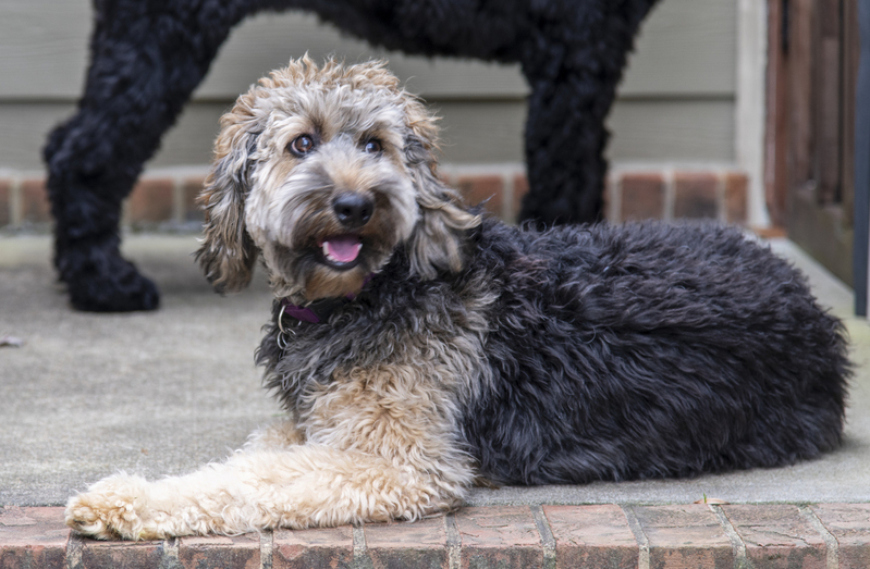 Gozer 1.jpg :: Gozer, Golden Doodle