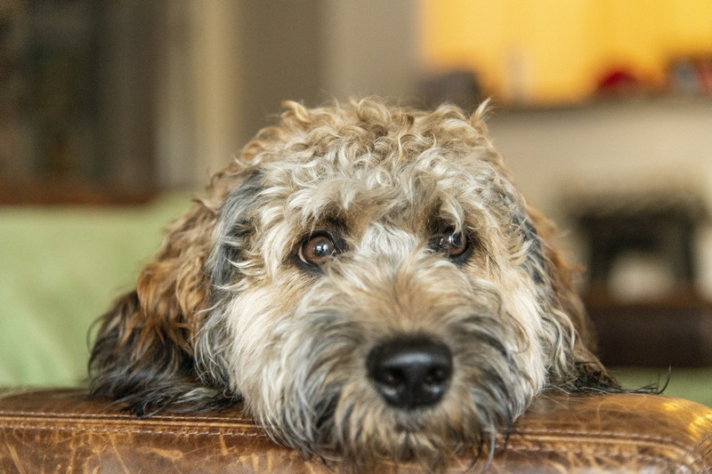 Gozer 2.jpg :: Gozer, Golden Doodle