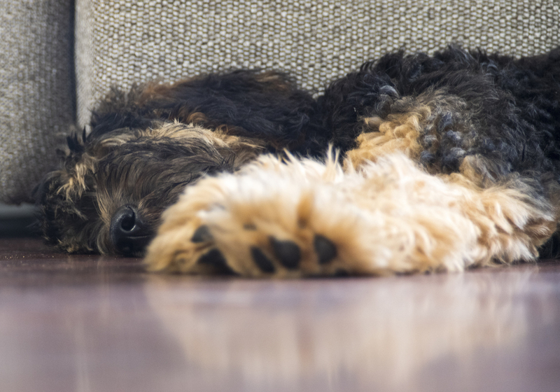 Gozer 3.jpg :: Goozer, Golden Doodle