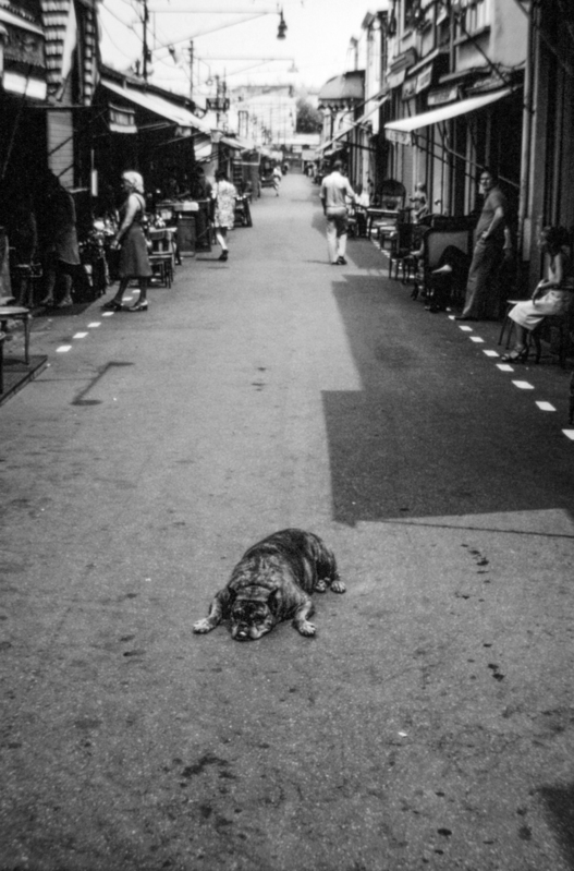 Hot tired dog 1981.jpg :: Hot tired dog 1981