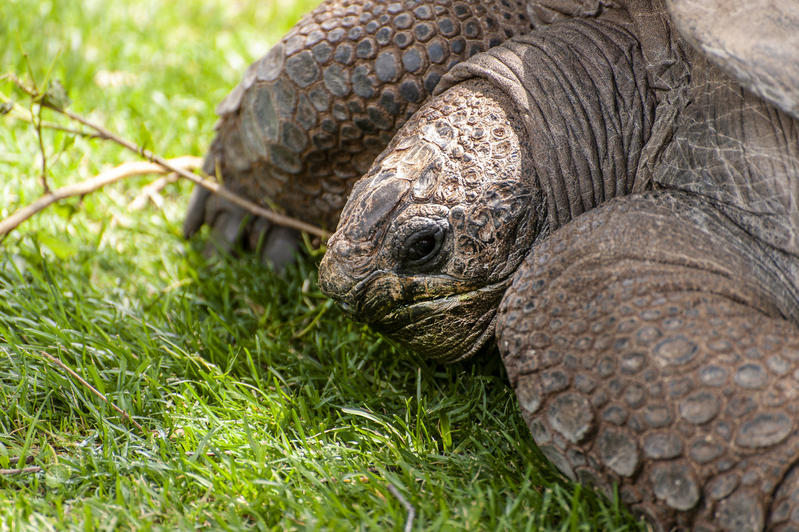 Huge Turtle Philadelphia Zoo 1.jpg :: Huge Turtle Philadelphia Zoo