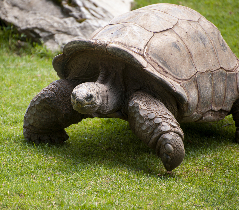 Huge Turtle Philadelphia Zoo 2.jpg :: Huge Turtle Philadelphia Zoo