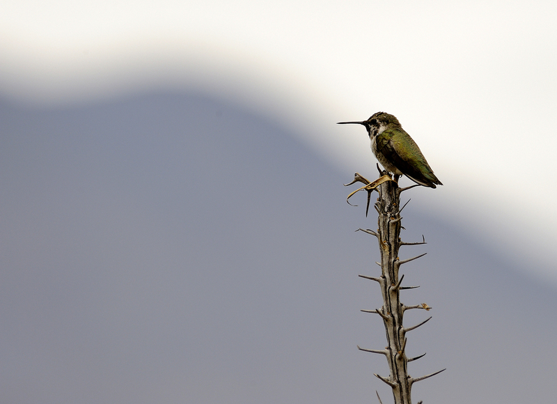 Hummingbird 2.jpg