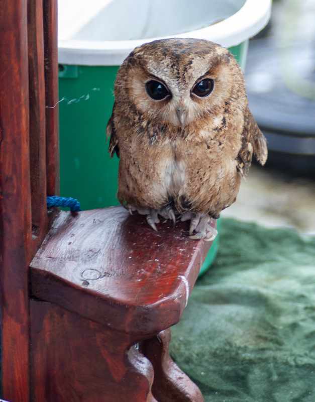Indian Scops Owl.jpg :: Indian Scops Owl