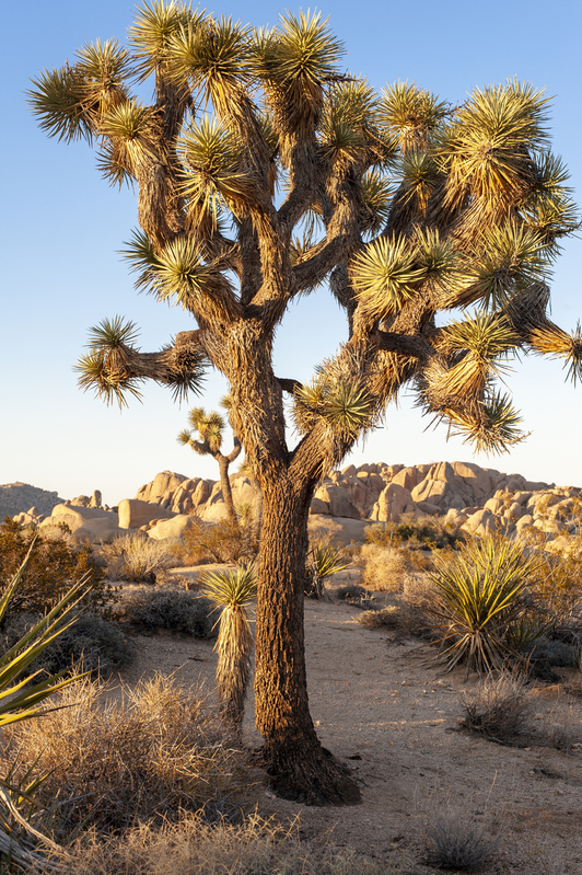 Joshua Tree national Park 02.jpg :: Joshua Tree national Park 02
