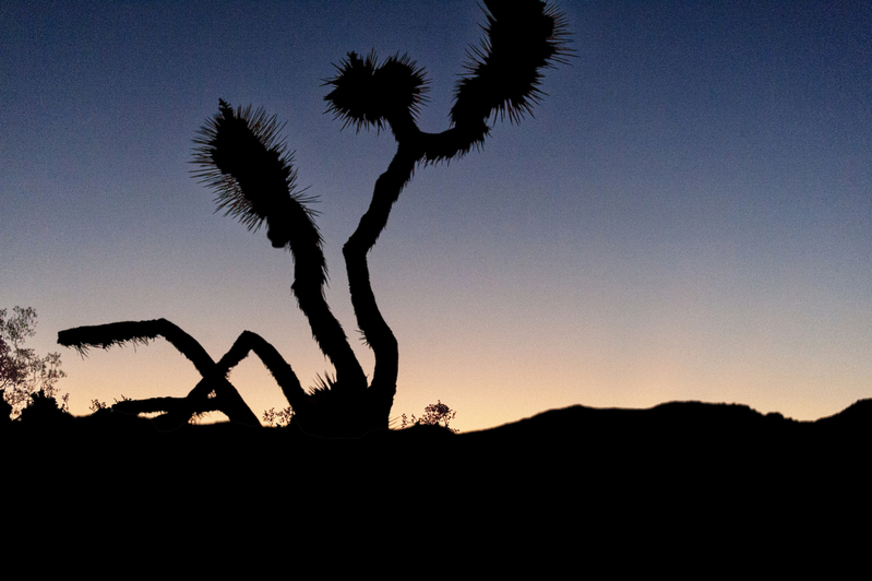 Joshua Tree national Park 07.jpg :: Joshua Tree national Park 07