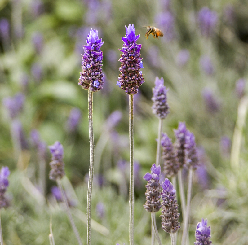 Lavender.jpg :: Lavender and Bee