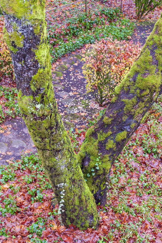 Lichen and flower petals.jpg :: Lichen and flower petals